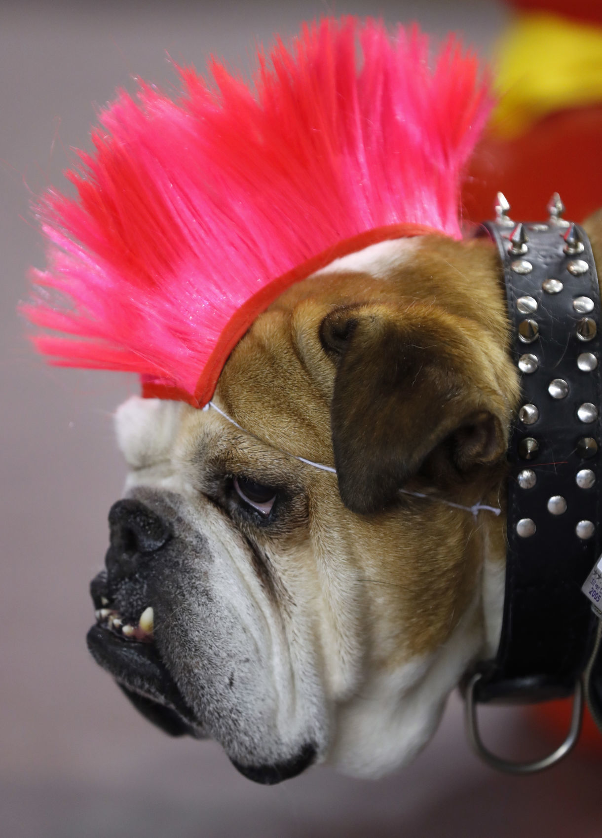 042617AP--Drake-Beautiful-Bulldogs-10